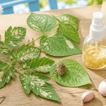 punaise de jardin sur feuilles de tomate et haricot avec solutions naturelles