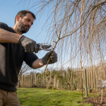 Quand et comment tailler un saule pleureur en hiver, coupe près d’un bourgeon