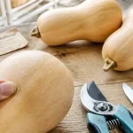 Quand cueillir les butternut : signes de maturité et conservation