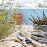 Quand tailler la verveine au printemps : sécateur et tiges vertes en jardin