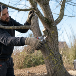 Taille des tilleuls en hiver : élagage doux