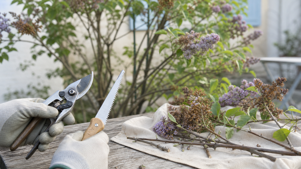 Taille du lilas : gros plan d’un lilas fraîchement taillé après floraison