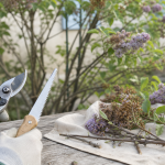 Taille du lilas : gros plan d’un lilas fraîchement taillé après floraison