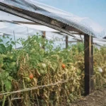 Abri tomates fait maison : feuilles partiellement sèches sous toit