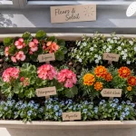 Fleures pour jardiniere en soleil et mi-ombre : pélargonium, bégonia, bacopa et myosotis