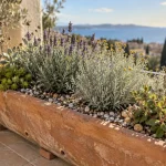 Plantes plein soleil sans arrosage balcon : lavande, santoline et sedum